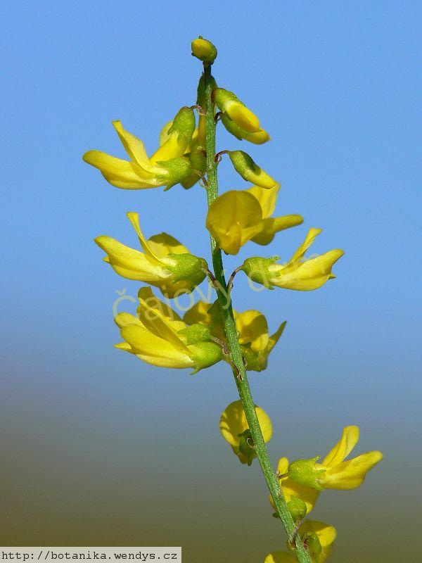 Komonice nať řezaná